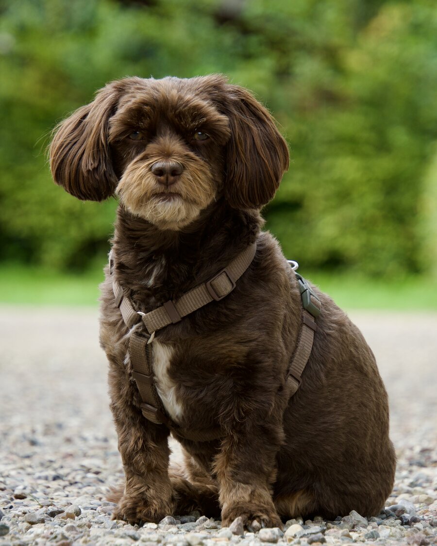 Frieda